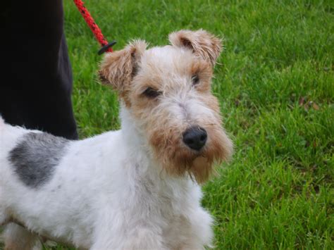 Fox terrier rescue. Things To Know About Fox terrier rescue. 